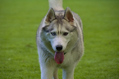 Hundewiese Eickhorst